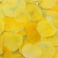 Лепестки виолы обезвоженной "Солнечный рай" 100 шт 